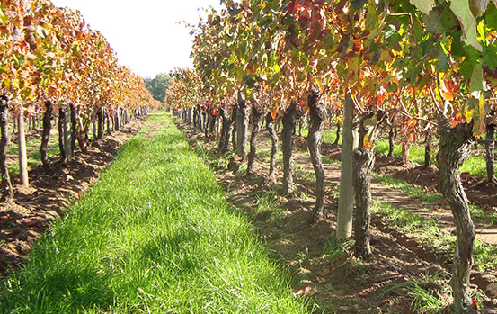 vigne saint emilion